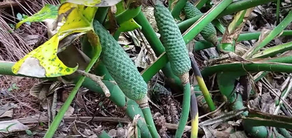 monstera frukter