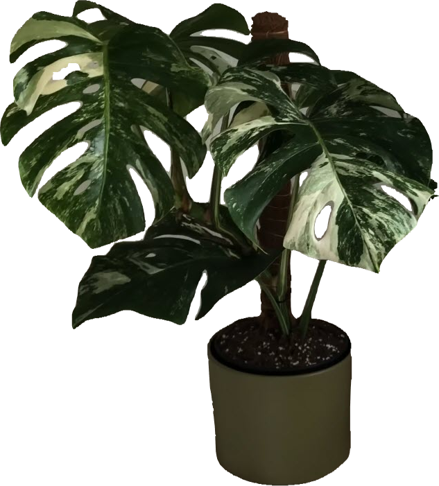 Monstera Variegata