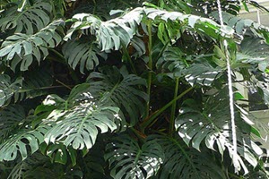 monstera - Populära krukväxter