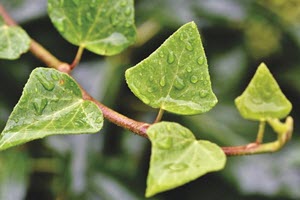 murgröna - Populära krukväxter