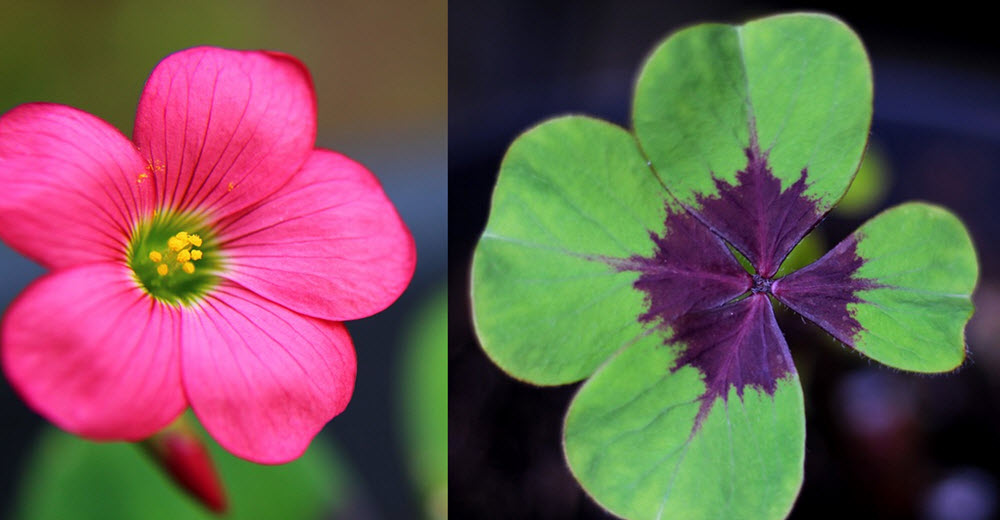 oxalis