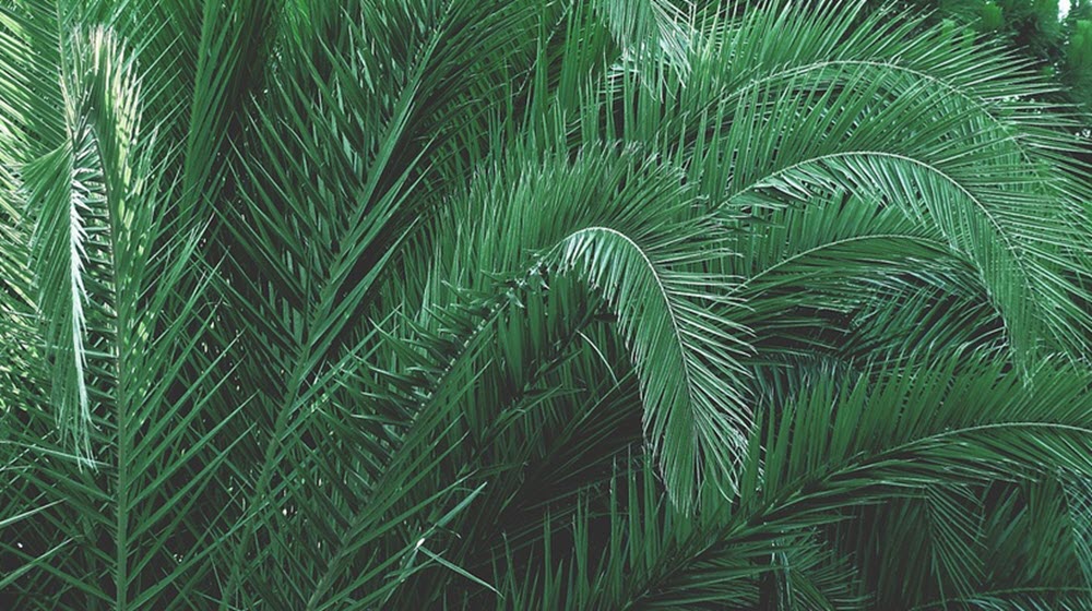 palm blad