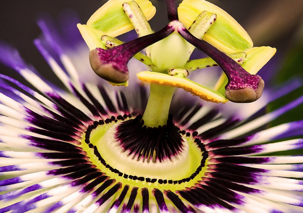 passiflora passionsblomma