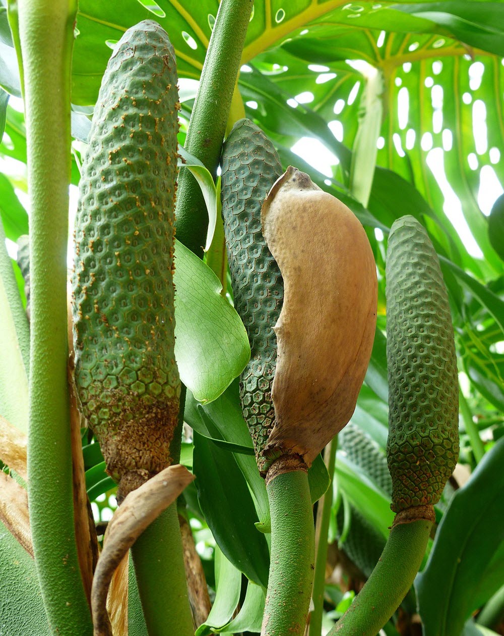 philodendron frukt
