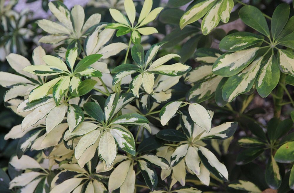 Paraplyaralia Schefflera