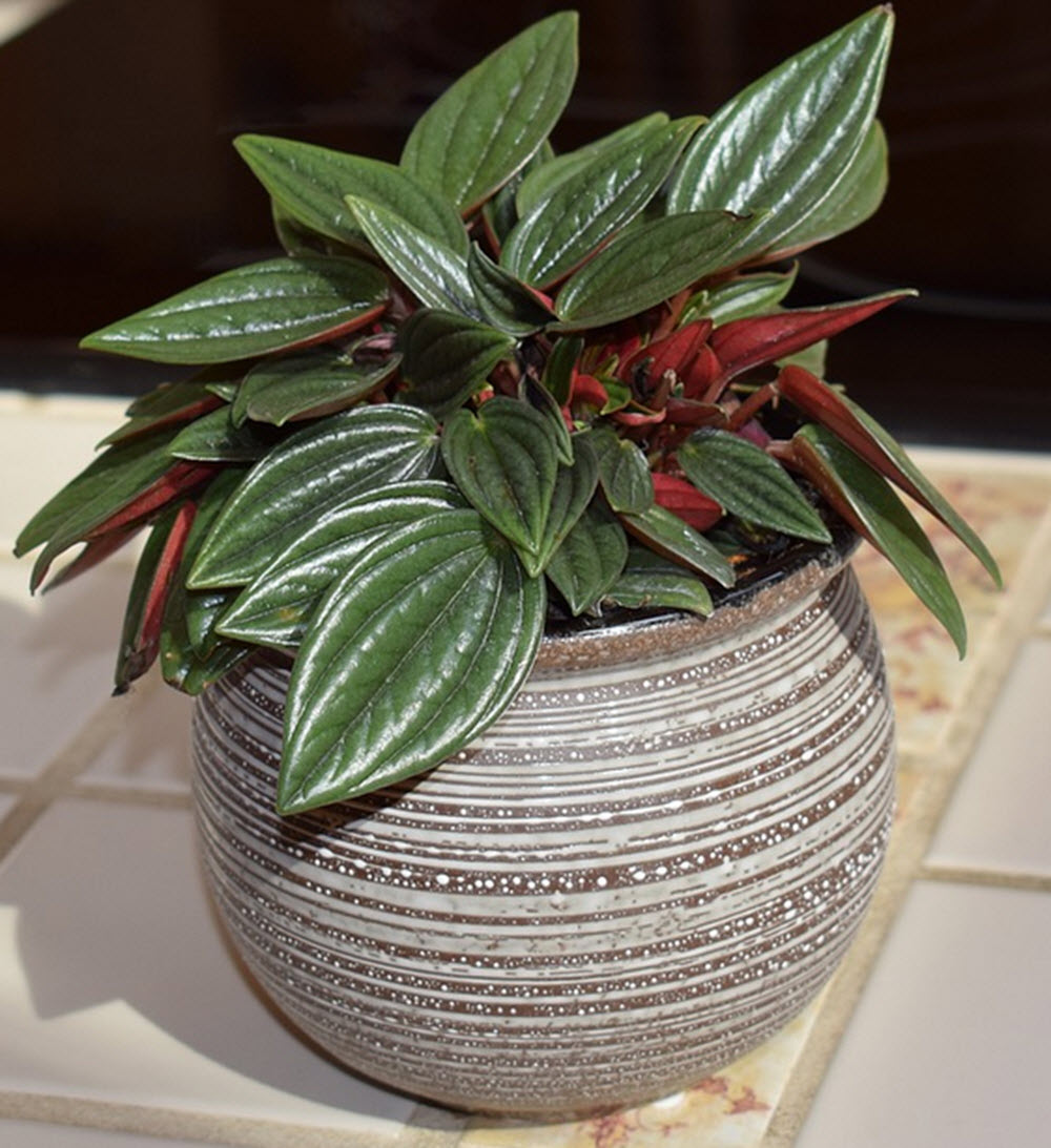 rod Peperomia