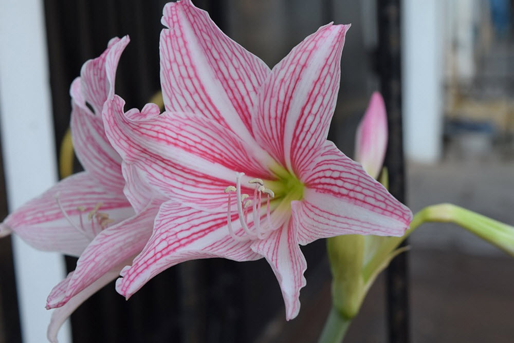 rosa amaryllis