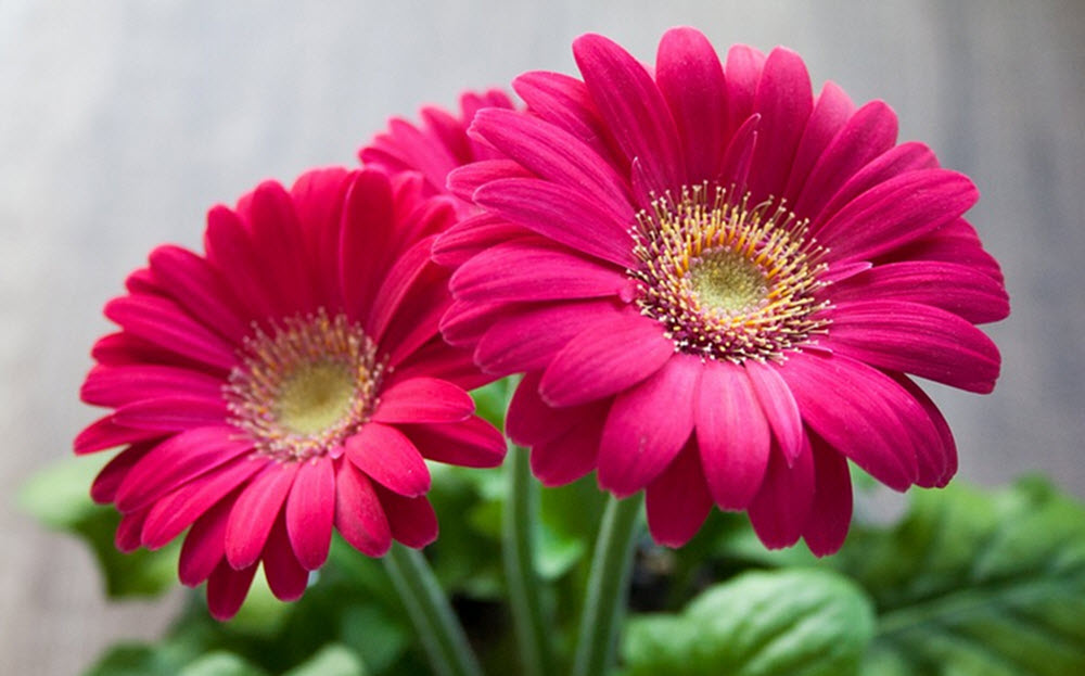 rosa gerbera