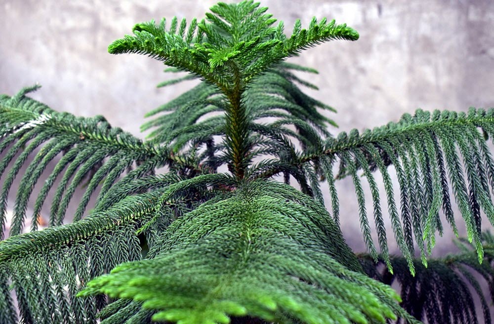 rumsgran