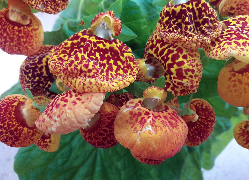 toffelblomma Calceolaria