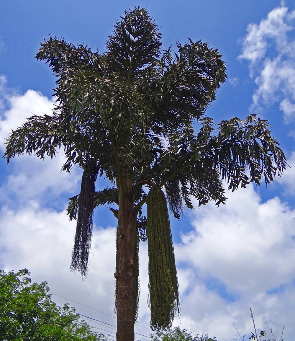 vuxen fiskstjärtpalm