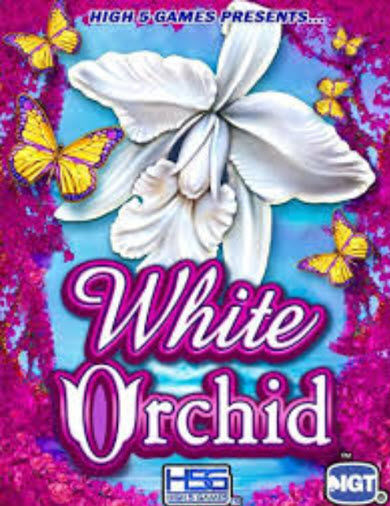 white orchid igt